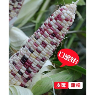 เมล็ดข้าวโพดหลากสี บรรจุ Rainbow Corn Seeds 50 เมล็ด เมล็ดพันธุ์ผัก บอนไซ ต้นไม้จิ๋ว ผักสวนครัว เมล็ดผัก เมล็ดพันธุ์