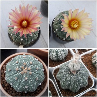 เมล็ดกระบองเพชร Astrophytum asterias  mix