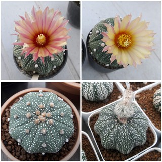 เมล็ดกระบองเพชร Astrophytum asterias  mix