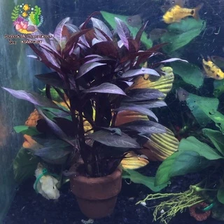 พังพวย “Alternanthera reineckii”🌱🌱