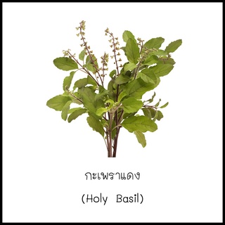 เมล็ดกะเพราแดง (Holy Basil) 200 เมล็ด [10 แถม 1 คละได้]