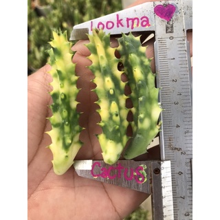 หน่อเด็ดสดเก๋งจีนด่าง huernia zebrina variegata