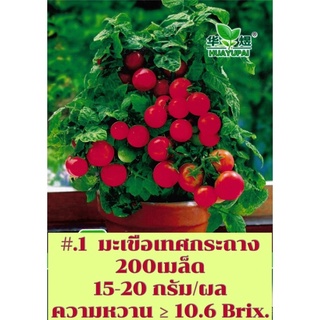 เมล็ก มะเขือเทศ พันธุ์เลื้อยแคระ   มะเขือเทศกระถาง Potted Tomato  สายพันธุ์ OP จำนวน 200 เมล็ด