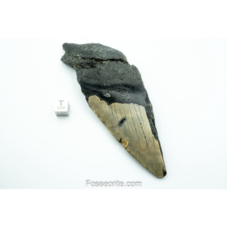 [อายุกว่า 20 ล้านปี!] #M14 ฟอสซิล ฟันฉลามยักษ์ Megalodon Fossil Tooth ขนาด 5.27" หนัก 152.6g จาก USA