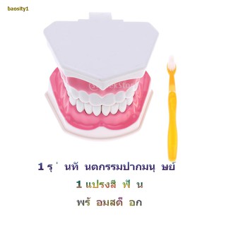 ✨Activity price✨โมเดลฟันมนุษย์ขนาดใหญ่ 2 ชิ้น