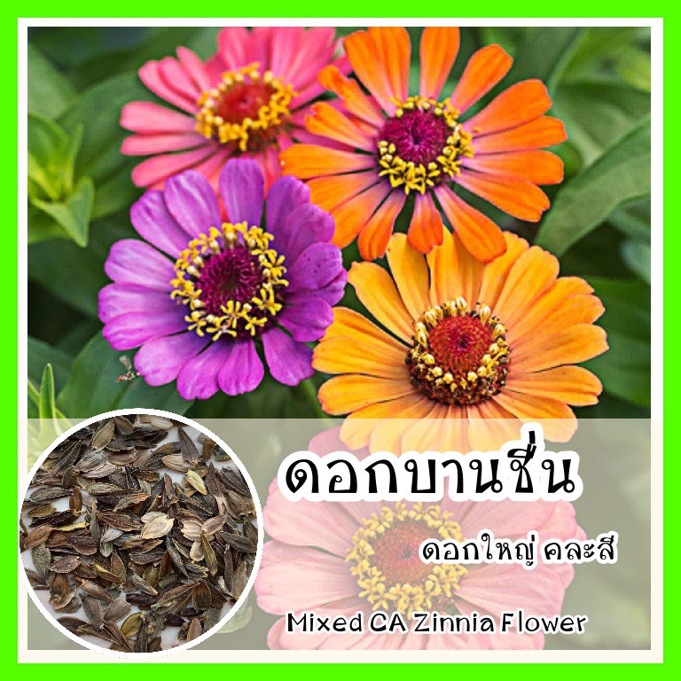 เมล็ดพันธุ์ ดอกบานชื่นคละสี 100 เมล็ด Mixed Zinnia Flower Seed เมล็ดพันธุ์แท้ ดอกบานชื่นซ้อน เมล็ดบานชื่น - รูปที่ 6