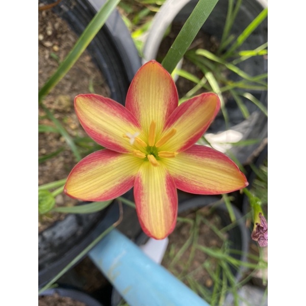 244ม.หัวดอกบัวดิน Snumpy หัวละ 50 บาท - รูปที่ 5