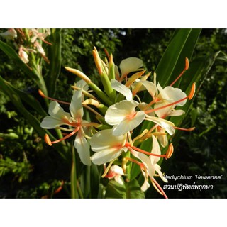 มหาหงส์Hedychium Kewense