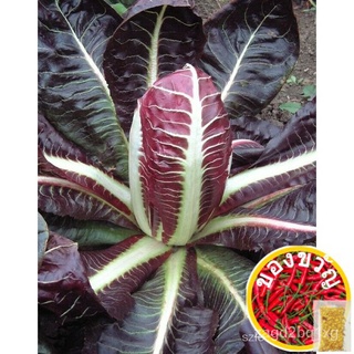 High quality seeds Chicory "Rossa Di Treviso" - Italian Vegetables Early - 20 seeds DIT1บุรุษ/​​กระโปรง/เมล็ดพืช/สร้อยข้