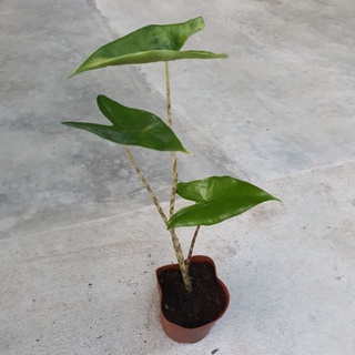 Alocasia Zebrina (บอนม้าลาย)