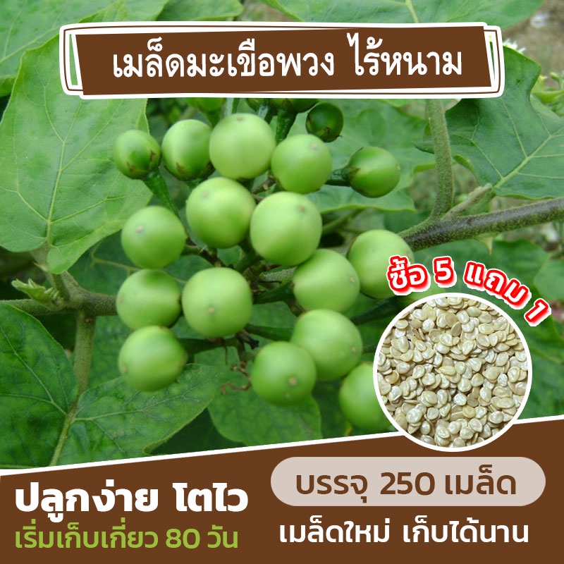เมล็ดพันธุ์ มะเขือพวง แบ่งขาย 250 เมล็ด (ซื้อ 5 แถม 1)