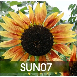 เมล็ดพันธุ์ ดอกทานตะวันSUN07ประมาณ30เมล็ด