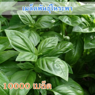 เมล็ดพันธุ์ โหระพา ใบใหญ่  10000 เมล็ด คัดพิเศษ