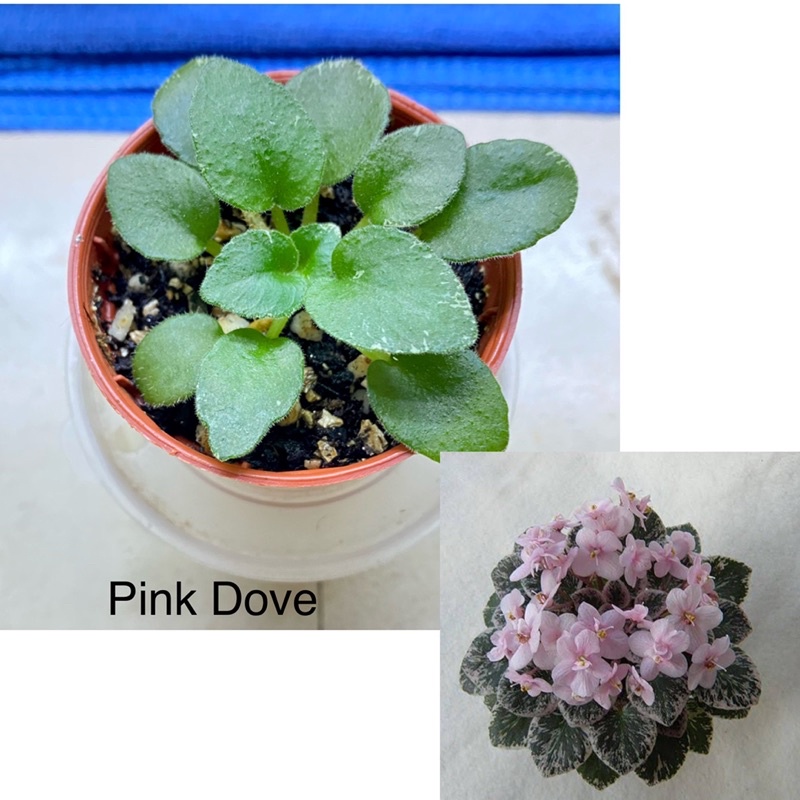 African Violet /Pink Dove/SunKissed Rose/Adiroondack Moon