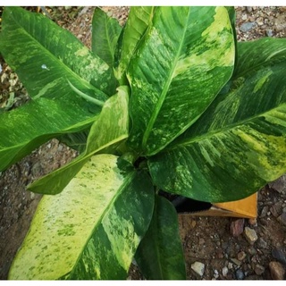 เศรษฐีวินสันด่างสิงห์บุรี(มั่งมีสิน)ต้นไม้มงคลDieffenbachia Variegated ไม้สะสม ไม้หายาก ต้นไม้ฟอก