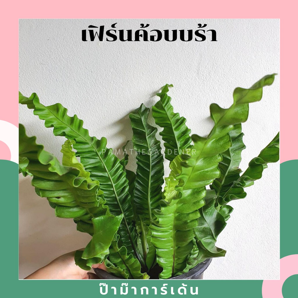 มุมมอง 2