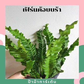 เฟิร์นคอบบร้า ในกระถางพร้อมตั้ง