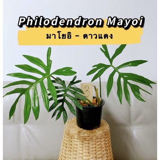 ฟิโล มาโยอิ[ส่งพร้อมกระถาง] ญาญ่ามาเอง ต้นไม้ มาโยอิดาวแดงมาโยอาย Philodrendon Mayoi