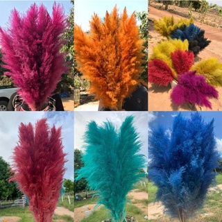 ดอกเลาสีสวยๆ ราคาต่อ1ก้าน ขั้นต่ำ 3ก้าน ดอกหญ้าเลา ดอกเลาแห้ง pampas ดอกเลาย้อมสี