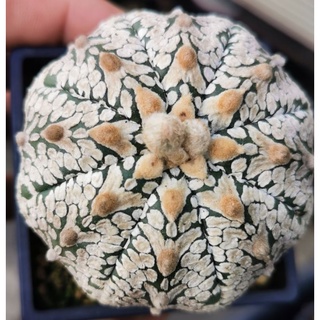 แอ​สโตร​ไ​ฟตั้​ม  วีเว้า  #แคสตัส castus​ astrophytum แอสโตร แอสโตร​ไ​ฟตั้​ม แอสโตรไฟตัม กระบองเพชร แอสโตรวี super