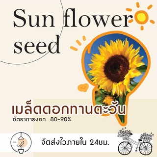 เมล็ดดอกทานตะวัน sunflower seed