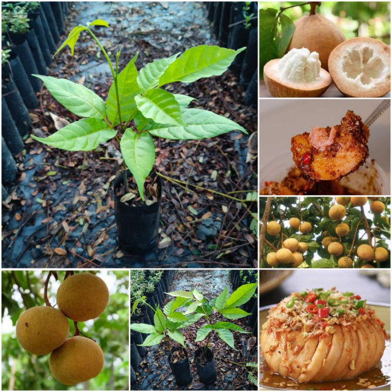 ต้นกระท้อนปุยฝ้าย ลูกใหญ่ เนื้อนุ่มขาวหวาน (ชุดละ 2 ต้น)