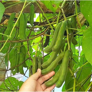 เมล็ดพันธุ์ ถั่วครก ถั่วขอ ถั่วมะขาม ( Velvet Bean Seed (White Flower ) จำนวน 5 เมล็ด