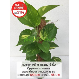 ต้นพลูด่างยักษ์ กระถาง 6 นิ้ว (Epipremnum aureum) ไม้ฟอกอากาศ พร้อมเสาใยมะพร้าว ความสูง 55 ซม.