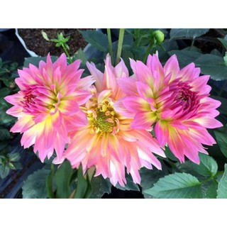 เหง้า หัวไม้ ดอกรักเร่ หรือดอกดาห์เลีย (Dahlia) Dahlia Salmon Pink สีชมพู ดอกใหญ่ สินค้านำเข้า เหง้าแข็งแรงใหญ่