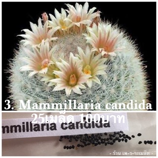 C3 Mammillaria candida 25เมล็ด 100บาท