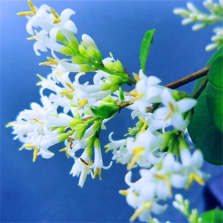 Osmanthus เมล็ด คิมธูปสิงหาคมต้นดอกกุ้ยฮวาที่เขียวเมล็ด