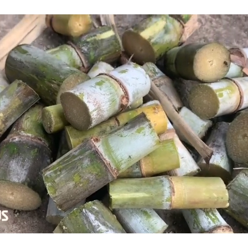 พันธุ์อ้อยสุพรรณบุรี 50 ท่อนพันธุ์อ้อย 50 ข้อตา พันธุ์อ้อย คั้นน้ำ 100% - รูปที่ 2