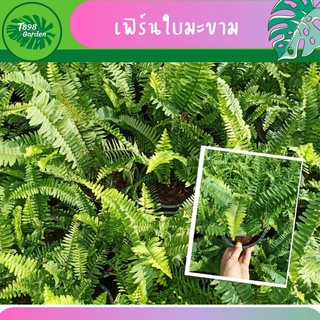 เฟิร์นใบมะขาม เฟิร์นสีทอง  เฟิร์นขนนก เฟิร์นเกร็ดหอย  กระถาง 5.5 นิ้ว