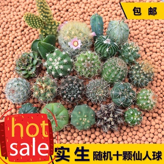 实生แคคตัสต้นกล้าสุ่มแพคเกจรวมกัน Xingdou succulents ดอกไม้สีแดงดอกไม้หยกกระบองเพชรบาน