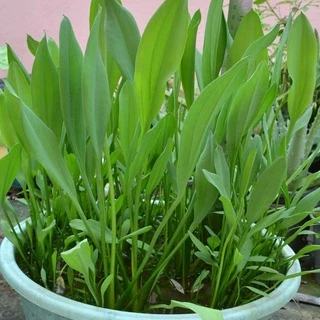 ผักพาย เมล็ดผักพายน้อย เมล็ดพันธุ์ผักพาย ผักพื้นบ้าน [ซื้อ 10 แถม 1 คละได้]