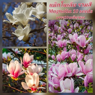 เมล็ดแม็กโนเลีย รวมสี