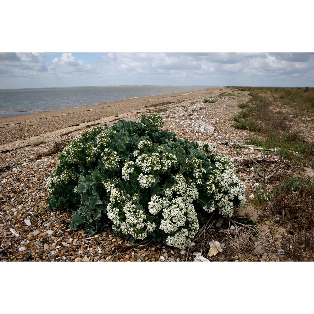 5 เมล็ด เคลทะเล - Sea Kale