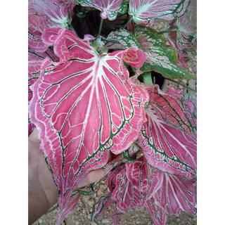 ต้นบอนสีฮกหลง (Caladium Bicolor Vent) ราชินีแห่งใบไม้ ไม้ฟอกอากาศชั้นดี (1ต้น) ส่งพร้อมกระถาง