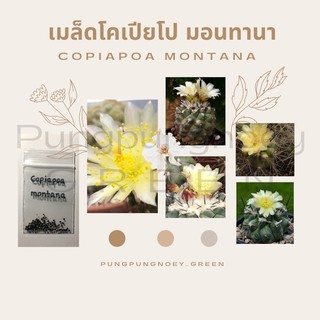 เมล็ดกระบองเพชร เมล็ดแคคตัส เมล็ด Copiapoa montana 10 เมล็ด