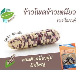 ข้าวโพดข้าวเหนียวไตรรงค์ (Waxy Corn)​