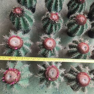 (ใส่โค้ดMAID317 ลดเพิ่ม 15%)เมโลแดง 
melocactus salvadorensis