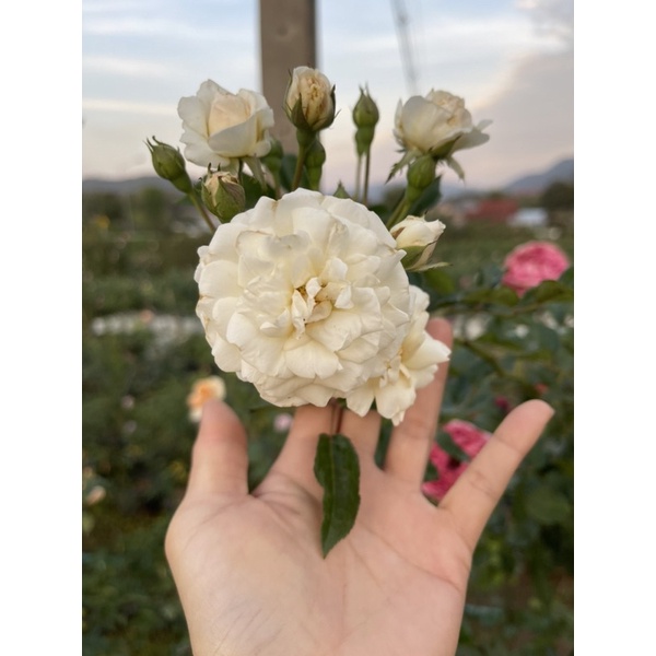 กุหลาบ พรอสเพอริตี้ (Prosperity Hibrid musk rose)