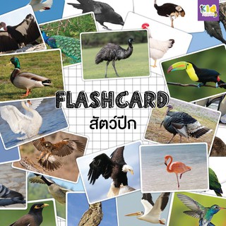 Flashcard แฟลชการ์ดสัตว์ปีก (birds)