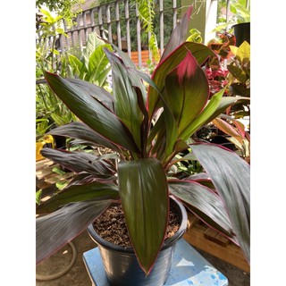 ต้นทับทิมสยาม Cordyline fruticosa "Taptim-Saimหมากผู้หมากเมีย ไม้มงคล (พร้อมกระถาง 9 นิ้ว) 1ต้น/แพค