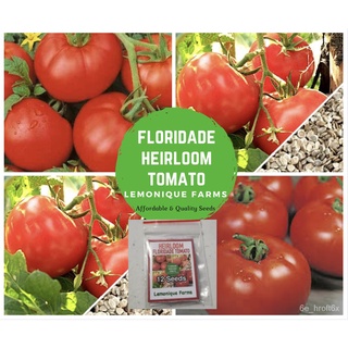 Floridade tomato seeds| Floridade heirloom tomato | Floradade Tomato Seeds non-GMO种子/园艺/帽子/玫瑰/香菜/儿童/上衣/裙子/男装/生菜/ DXJG