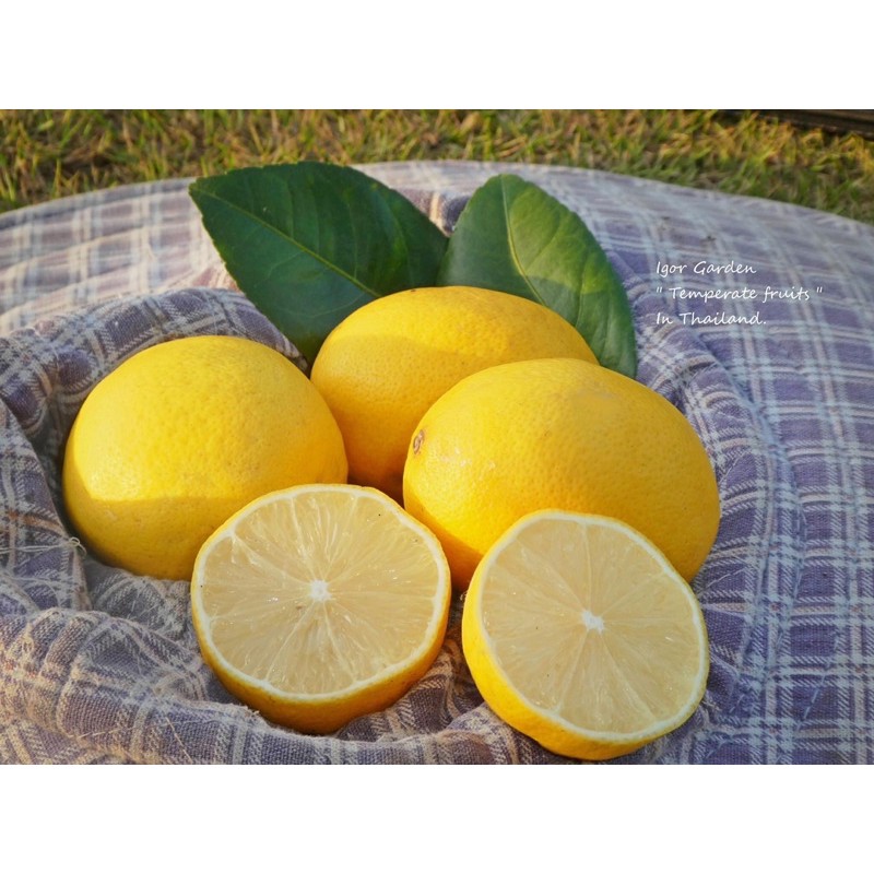 กล้าเลม่อน พันธุ์ เมเยอร์ ( USA Meyer Lemon ) 🌿☀️กล้าละ 250 - ( กิ่งตอน )