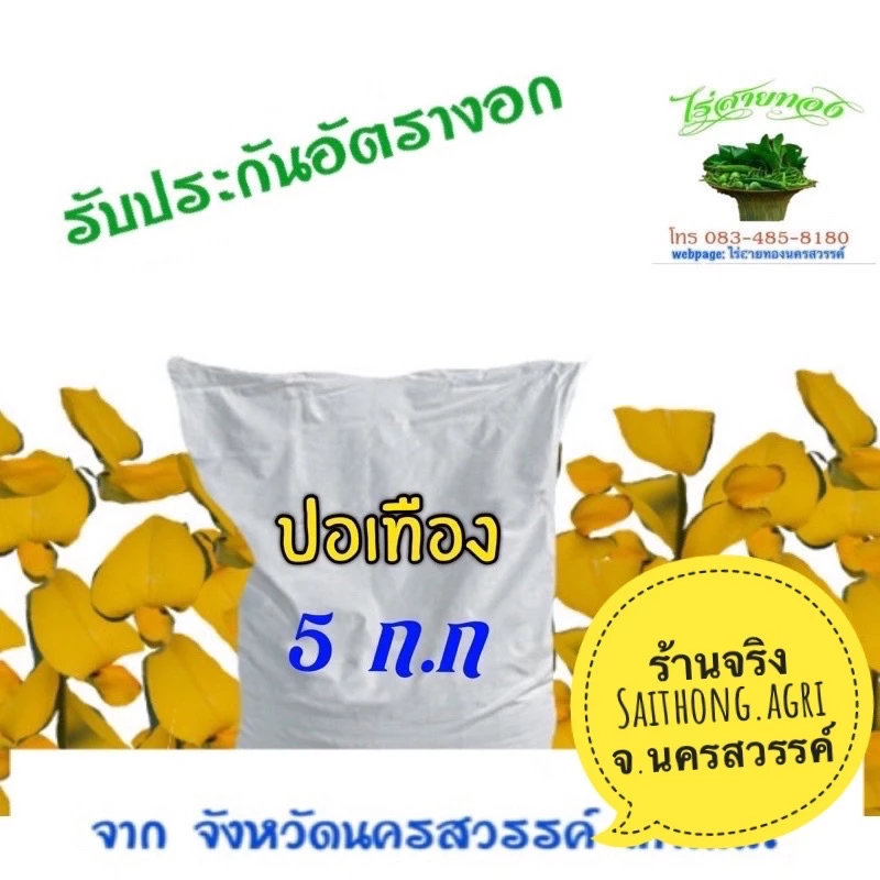 เมล็ดปอเทืองเมล็ดพันธุ์ปุ๋ยพืชสด กระสอบ 5 กก.พร้อมปลูก งอก 98% เมล็ดสะอาด แกร่งสมบูรณ์ *สังเกตุ ร้านจรืงจากนครสวรรค์ *