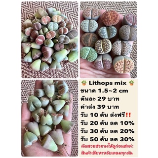 ไลทอป ต้นละ 29฿ คัดสวย/ขนาด 1.5-2 cm /ราคาส่งลด10-30%
