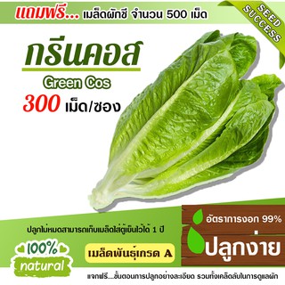 แถมฟรี!!! เมล็ดผักชี 500เม็ด เมล็ดพันธุ์ผักสลัด ผักคอส  300เมล็ด อัตราการงอก95% (แถมฟรี!!! เมล็ดผักกวางตุ้ง500 เม็ด)