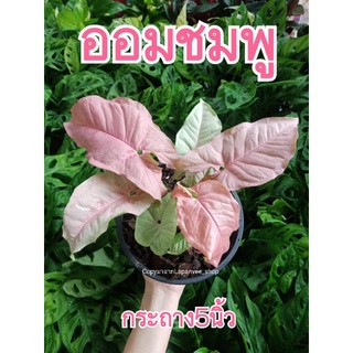 ออมชมพู SALE !! (ต้นเล็ก69)กระถาง4นิ้ว(ต้นใหญ่180) Syngonium hybrid pink (กระถาง5นิ้ว)